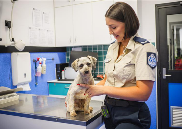 RSPCA Qld Inspector with small white dog.